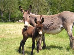 Asinerie de Chabottes (1)